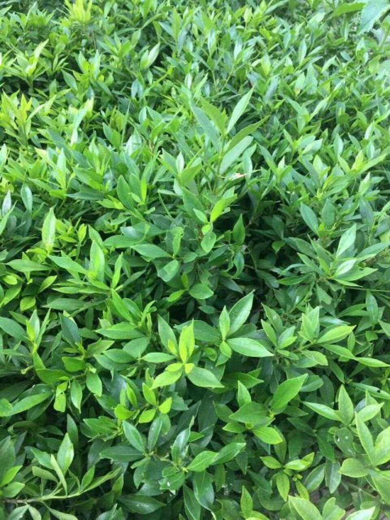 草皮