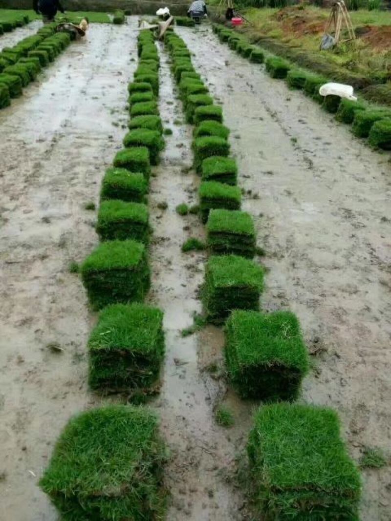 草皮