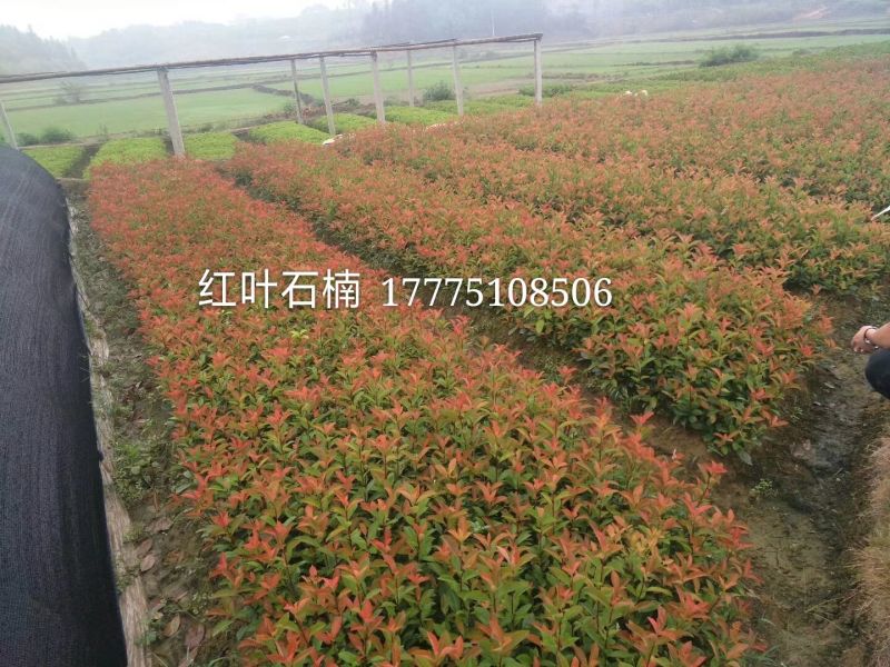 草皮