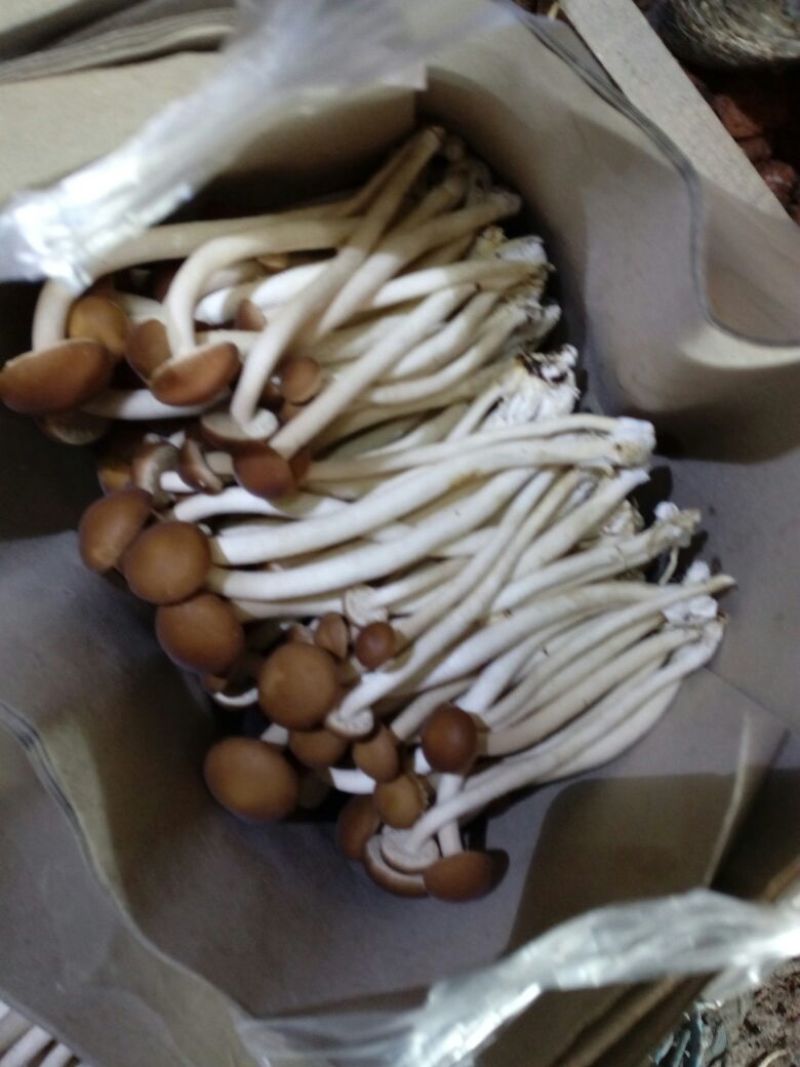 茶树菇12cm基地直销欢迎选购