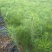 杉木小苗20~40cm基地直发提供技术指导成活率高对接