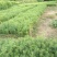 杉木小苗20~40cm基地直发提供技术指导成活率高对接