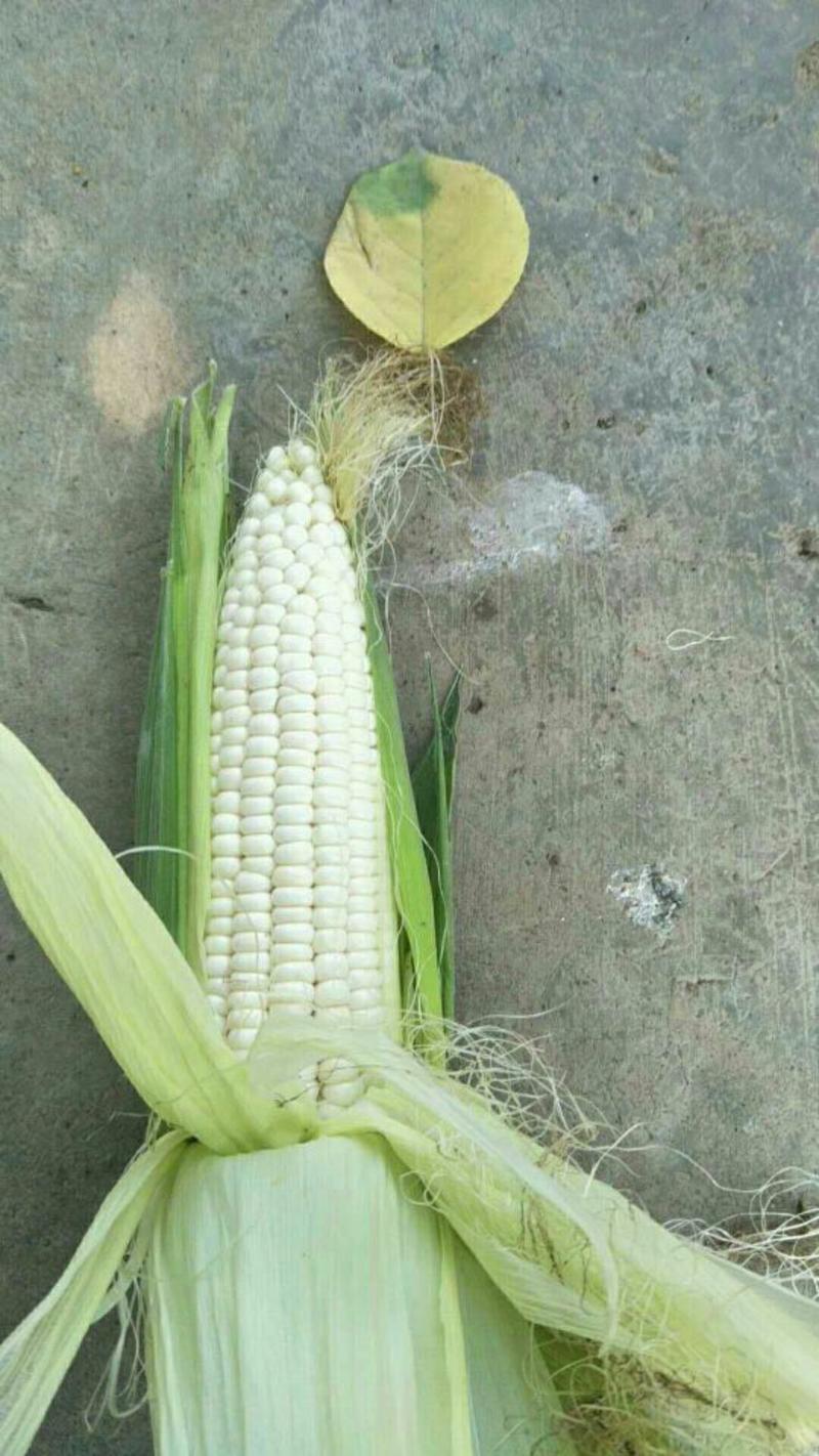 糯玉米20~30%