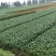 娃娃菜3~4两以上
