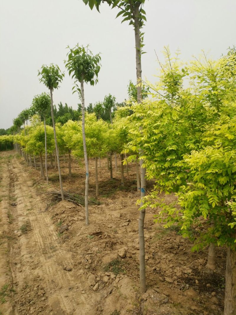 金枝槐老国槐8-12公分的。矮干金叶槐、金枝槐