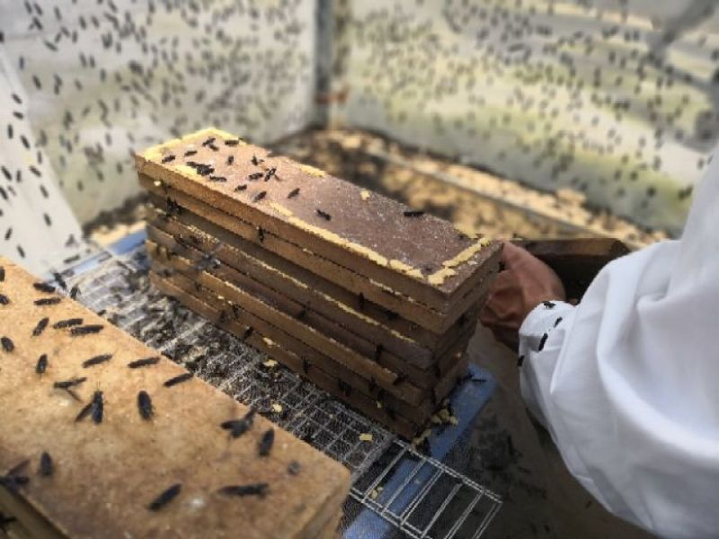 供海量黑水虻卵，1000克以上批发