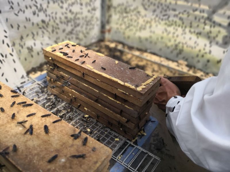 供海量黑水虻卵，1000克以上批发