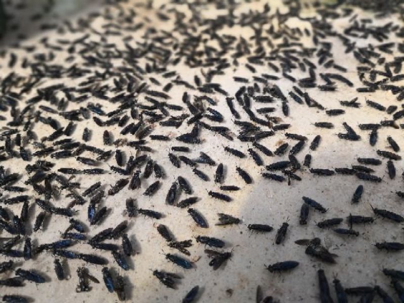 供海量黑水虻卵，1000克以上批发
