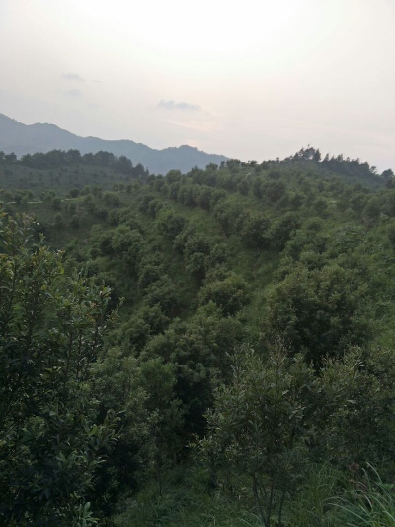 杨梅树，台梅、乌梅、东魁、实生都有