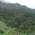 杨梅树，台梅、乌梅、东魁、实生都有
