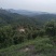 杨梅树，台梅、乌梅、东魁、实生都有