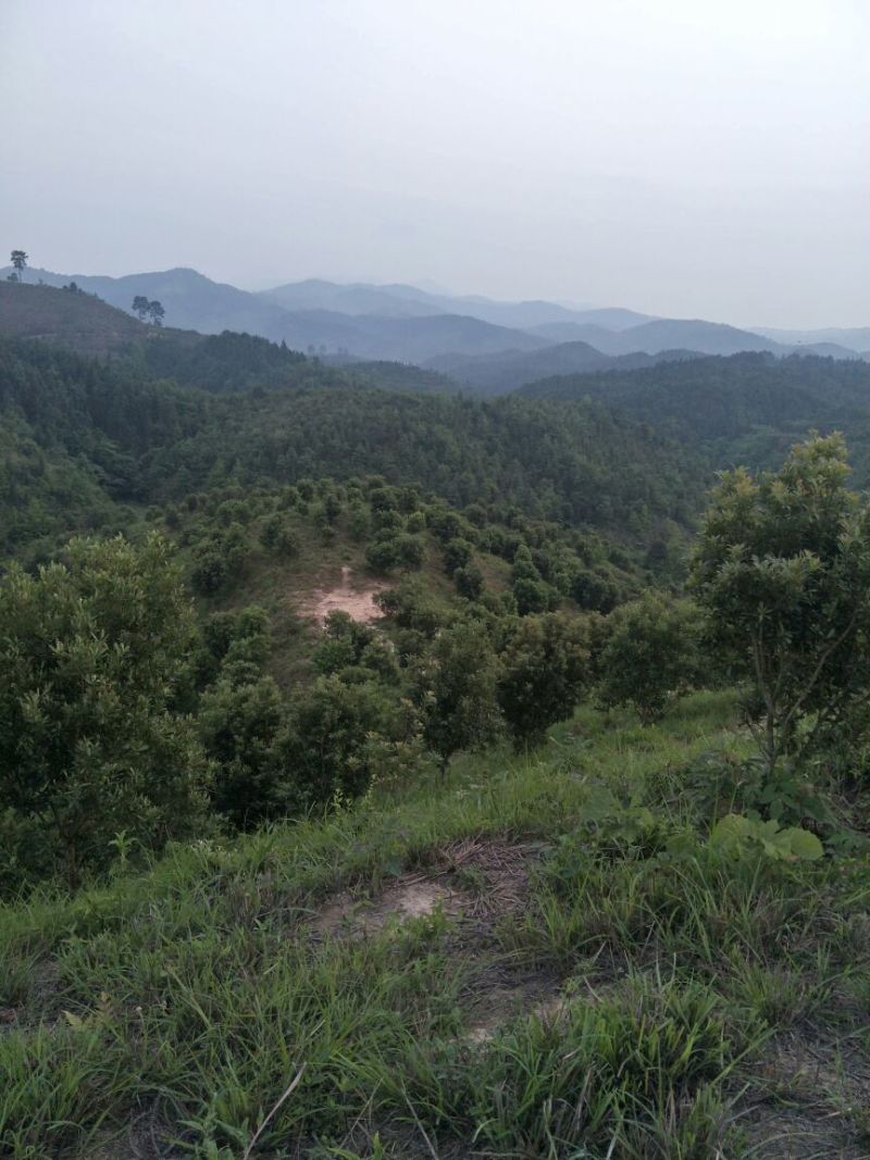 杨梅树，台梅、乌梅、东魁、实生都有