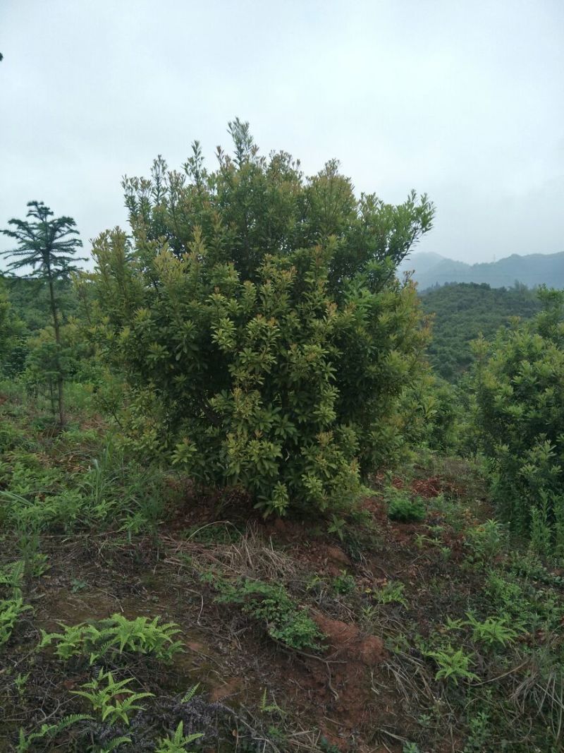 杨梅树，台梅、乌梅、东魁、实生都有