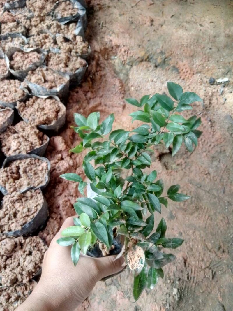 嘉宝果树苗2年