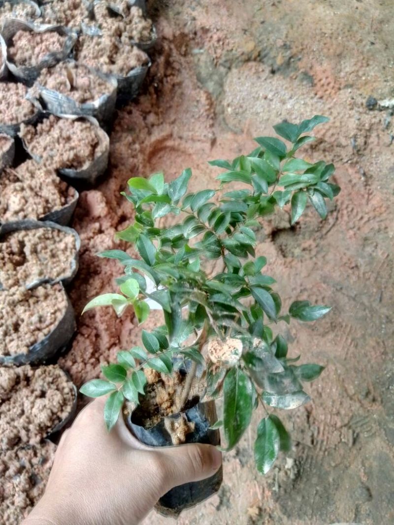 嘉宝果树苗2年