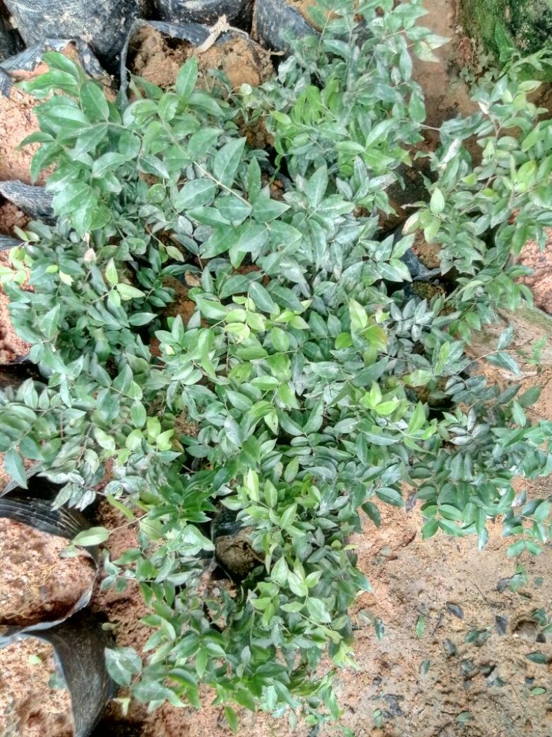 嘉宝果树苗2年