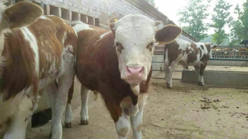 西门塔尔牛犊每头补贴一千元免费送货包成活提供养殖技术