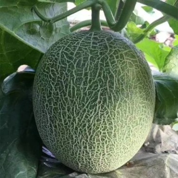 西州蜜瓜7斤以上长圆形