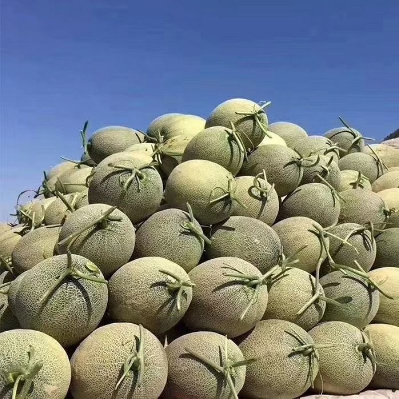 西州蜜瓜7斤以上长圆形