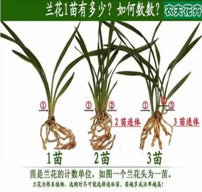 春兰蕙兰裸根不带土