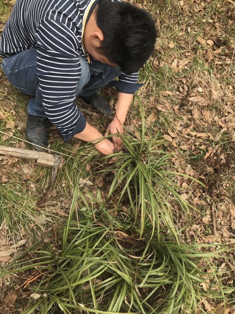 春兰蕙兰裸根不带土