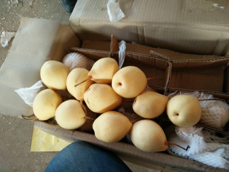 水晶鸭梨出口质量型号全，现已经大量价格不高