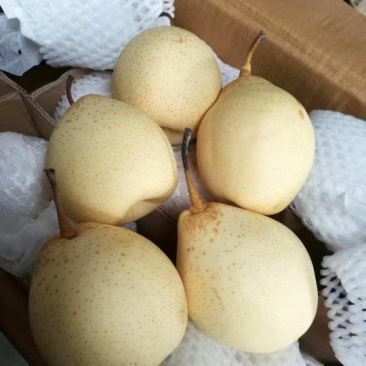 水晶鸭梨出口质量型号全，现已经大量价格不高