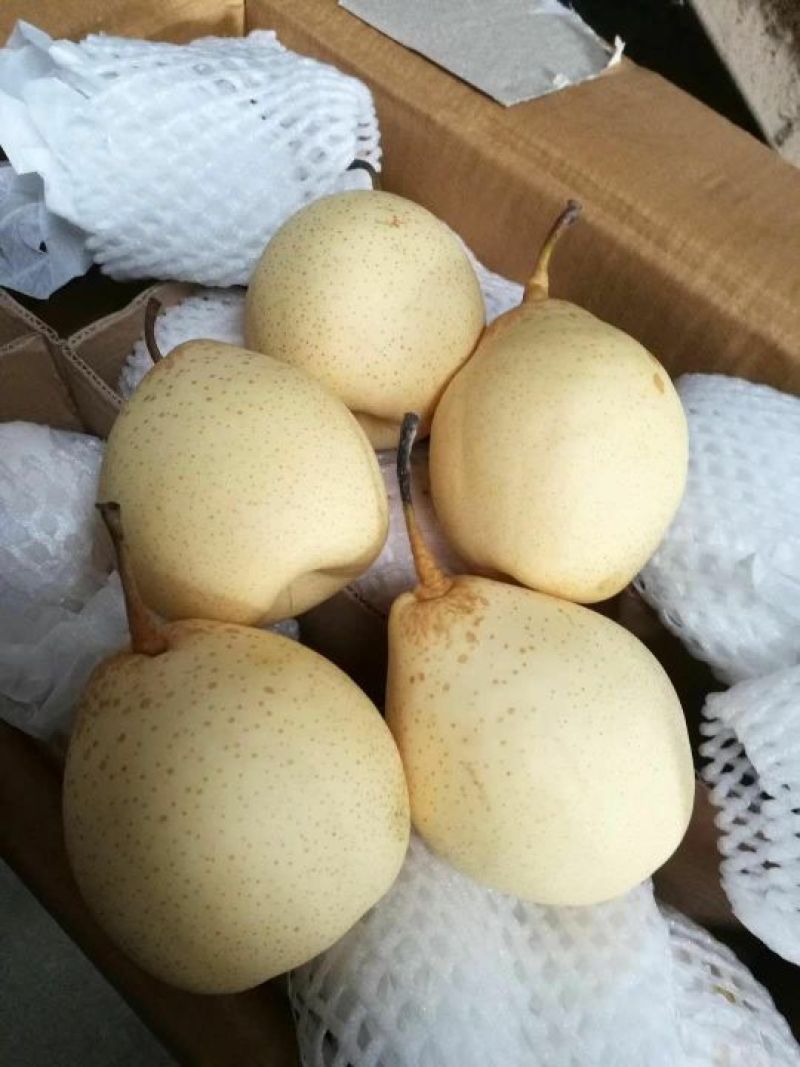 水晶鸭梨出口质量型号全，现已经大量价格不高