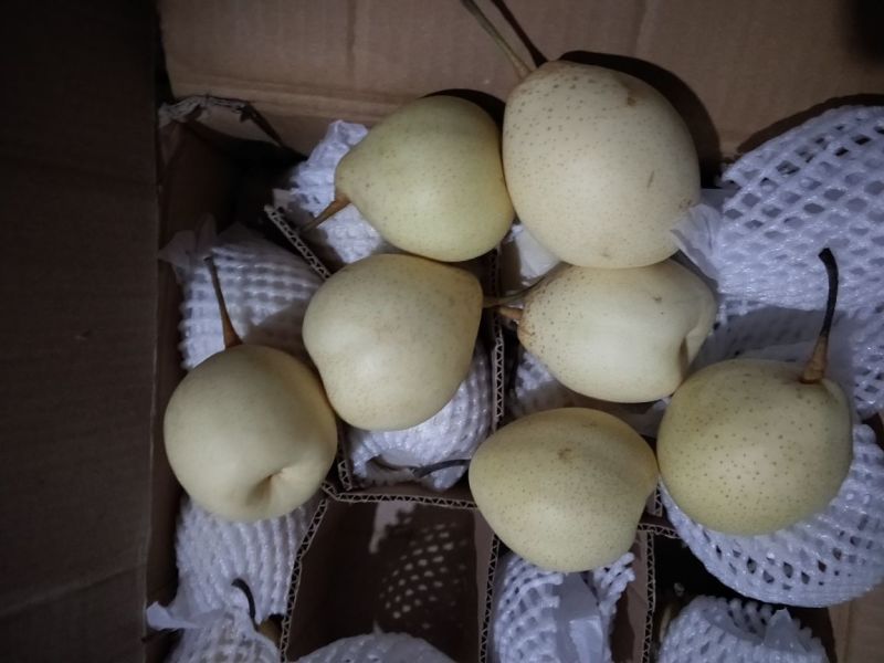 水晶鸭梨出口质量型号全，现已经大量价格不高