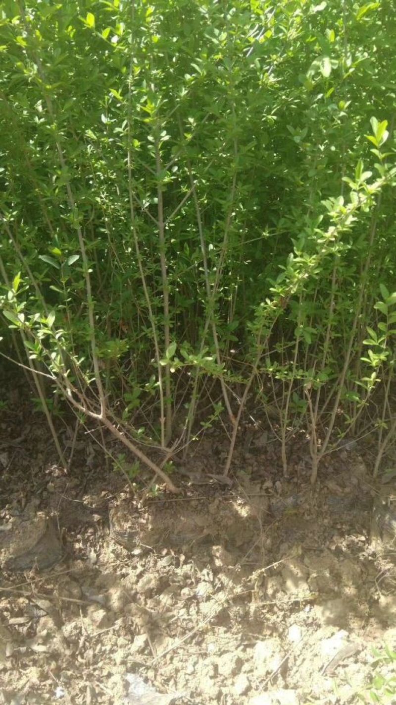水腊50~80cm