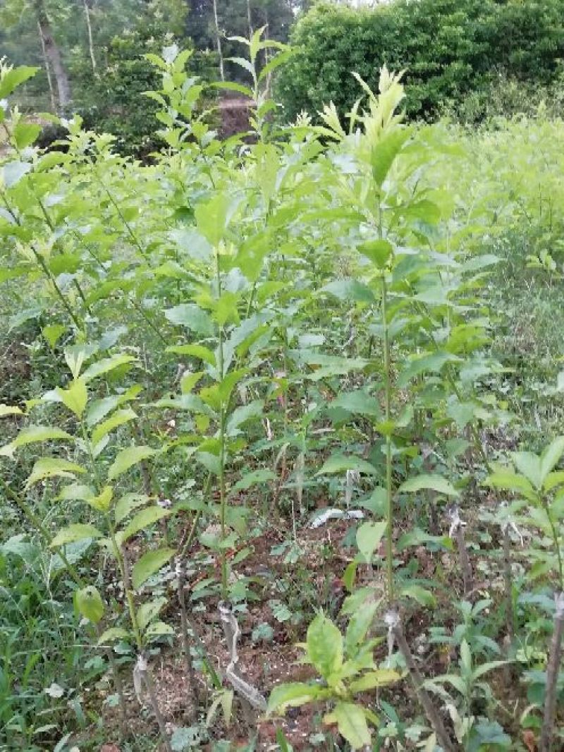 三华李树苗5~10cm
