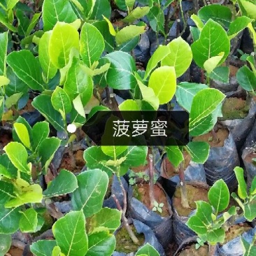 1号菠萝蜜苗稿接树