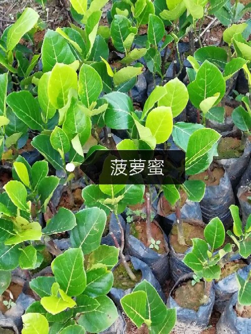 1号菠萝蜜苗稿接树