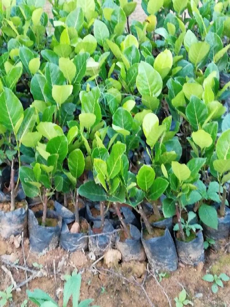 1号菠萝蜜苗稿接树