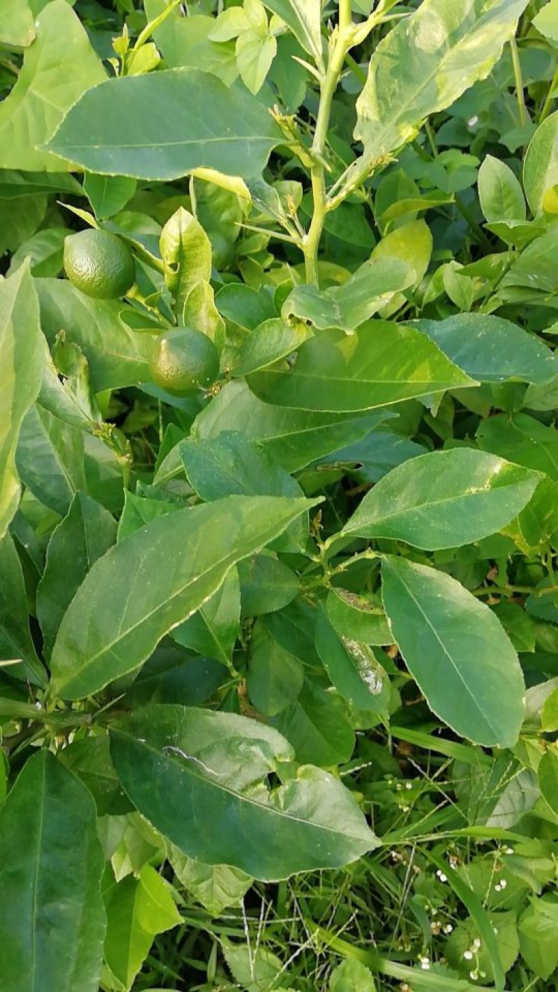 香水柠檬树苗30cm以下