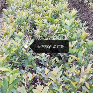 西瓜番石榴苗30cm以下