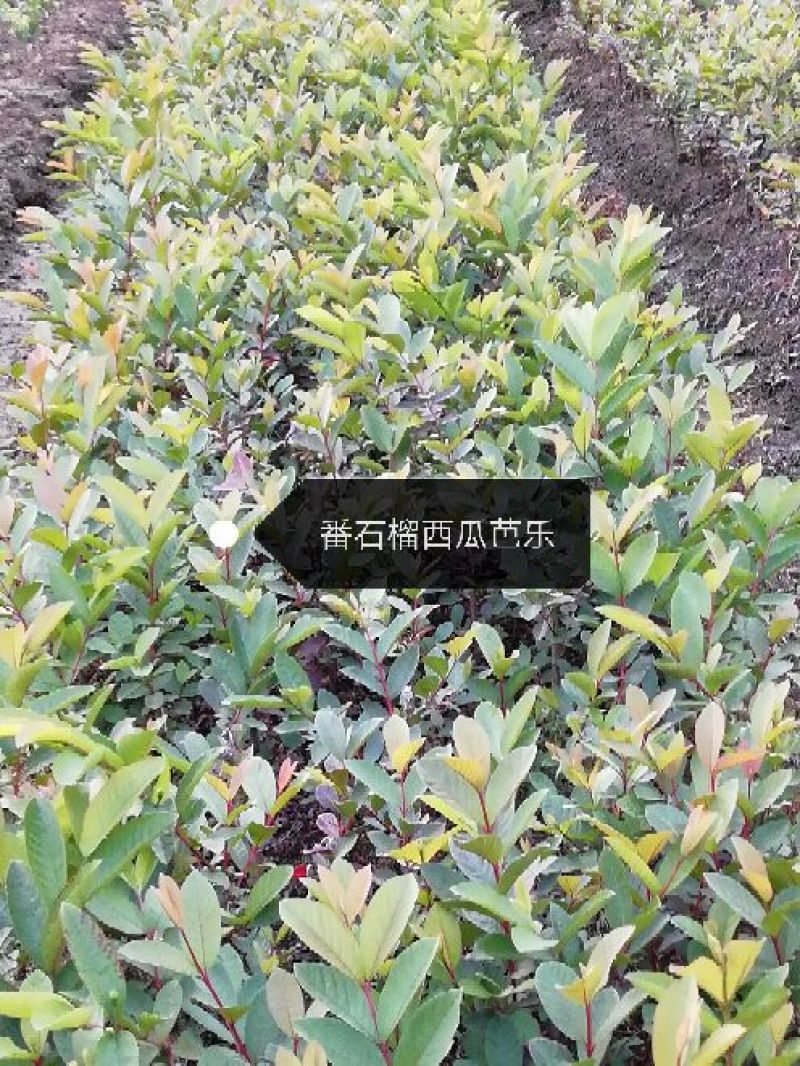 西瓜番石榴苗30cm以下