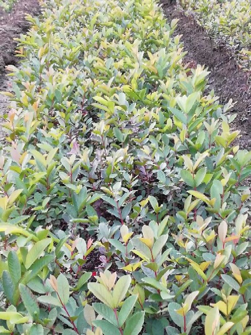 西瓜番石榴苗30cm以下
