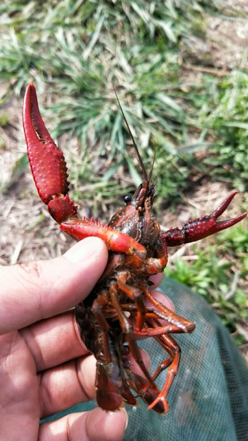 小龙虾2-4钱（10-20克）活虾小龙虾主养