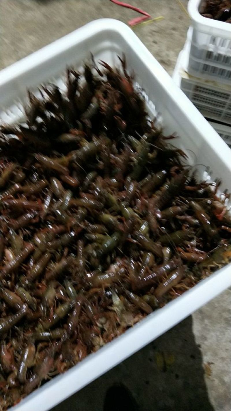 虾苗人工养殖