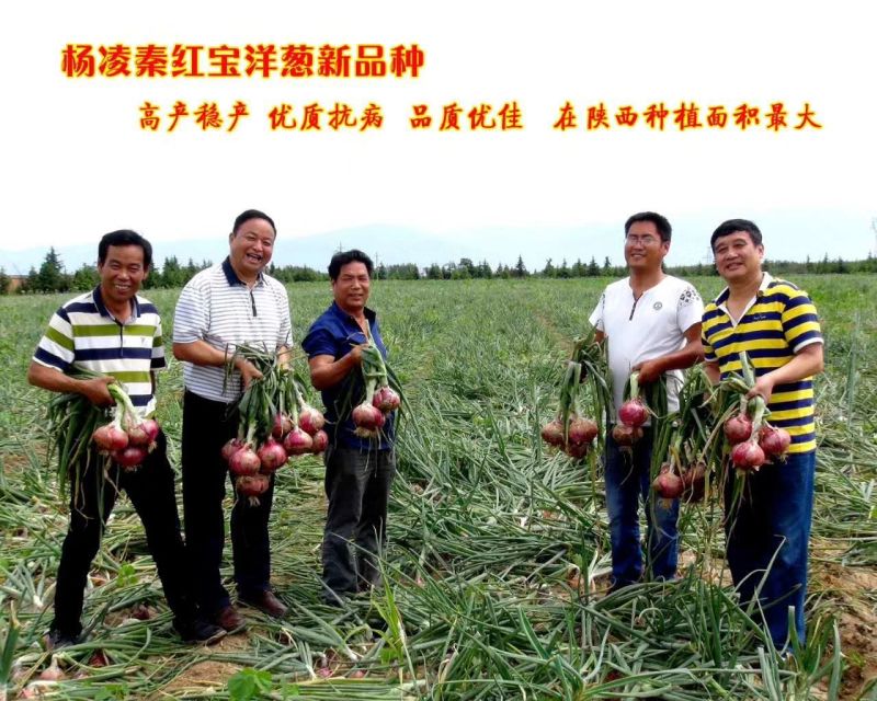 陕西精品红皮洋葱，一手货源，产地直发，欢迎咨询