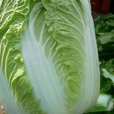 大白菜4~6斤净菜净菜