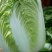 大白菜4~6斤净菜净菜