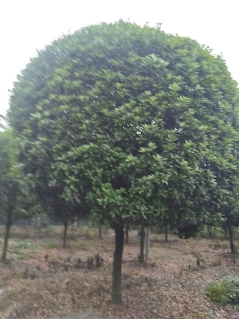 桂花树杆直根据买的公分数大小协调价格欢迎订购