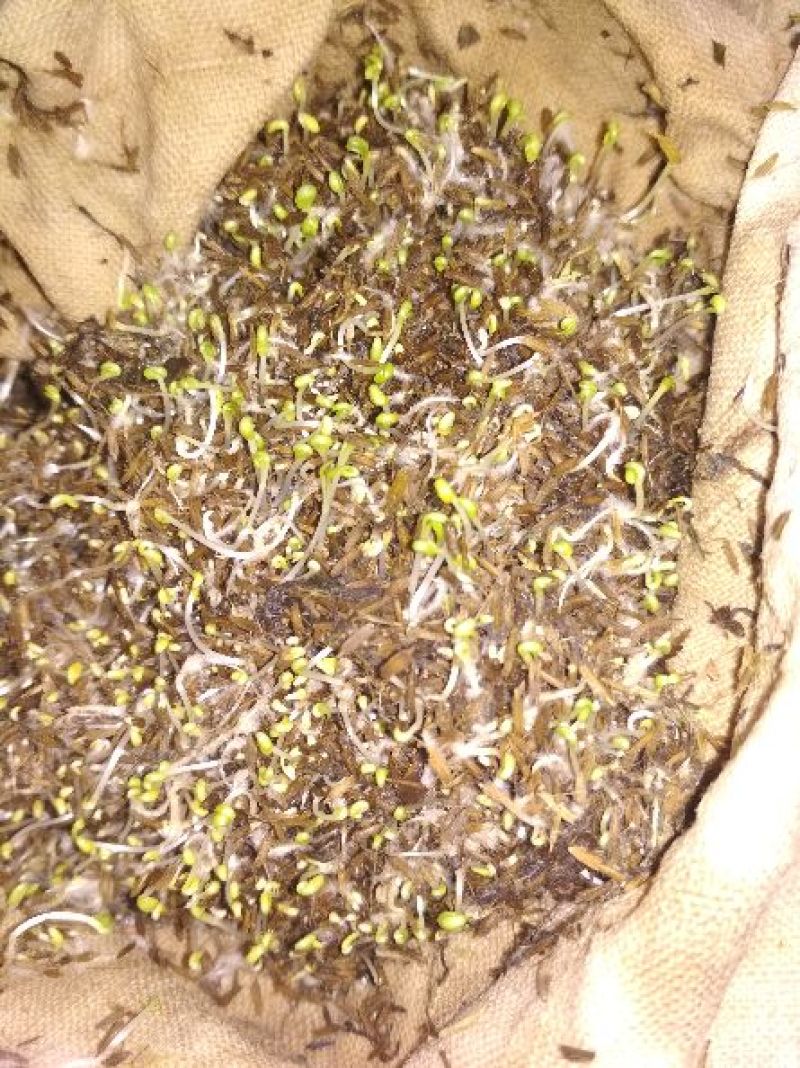 蒲公英蒲公英种子