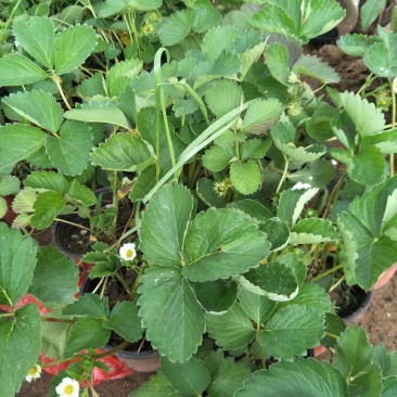 草莓苗10~20cm