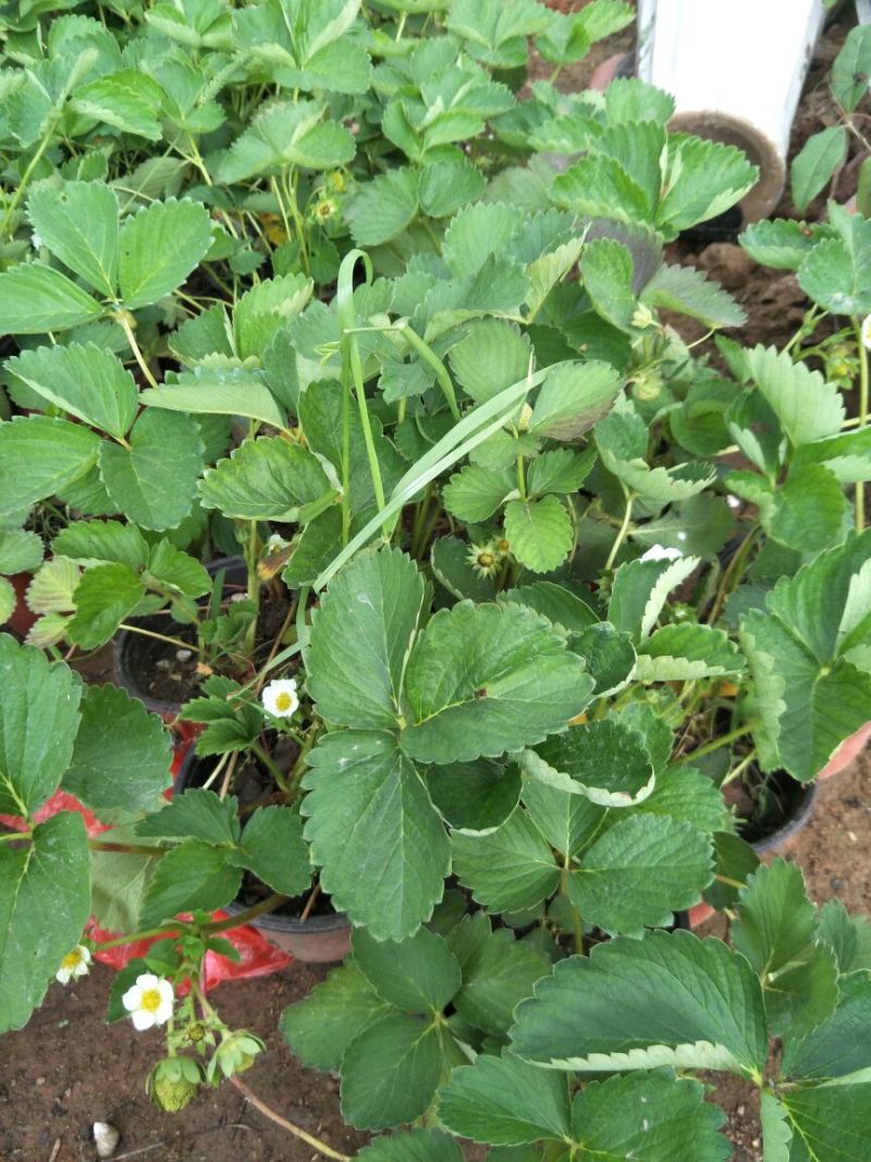草莓苗10~20cm