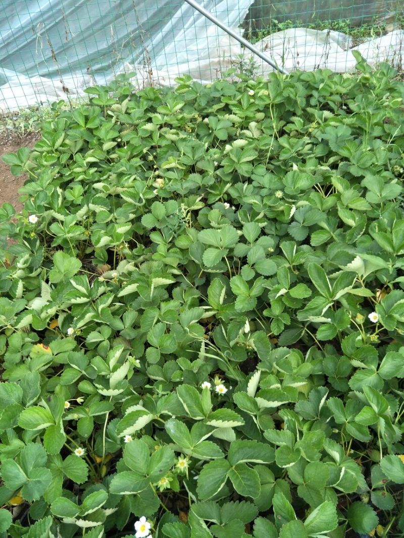 草莓苗10~20cm
