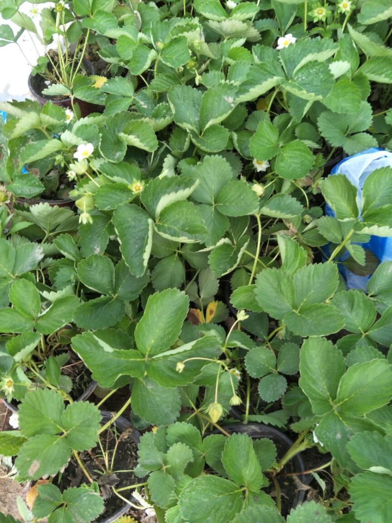 草莓苗10~20cm