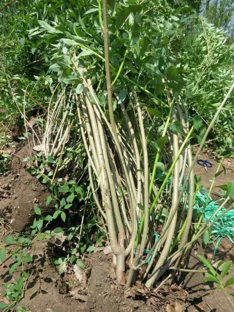 连翘80球